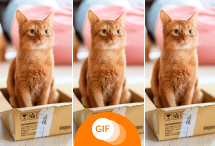 GIF Creador