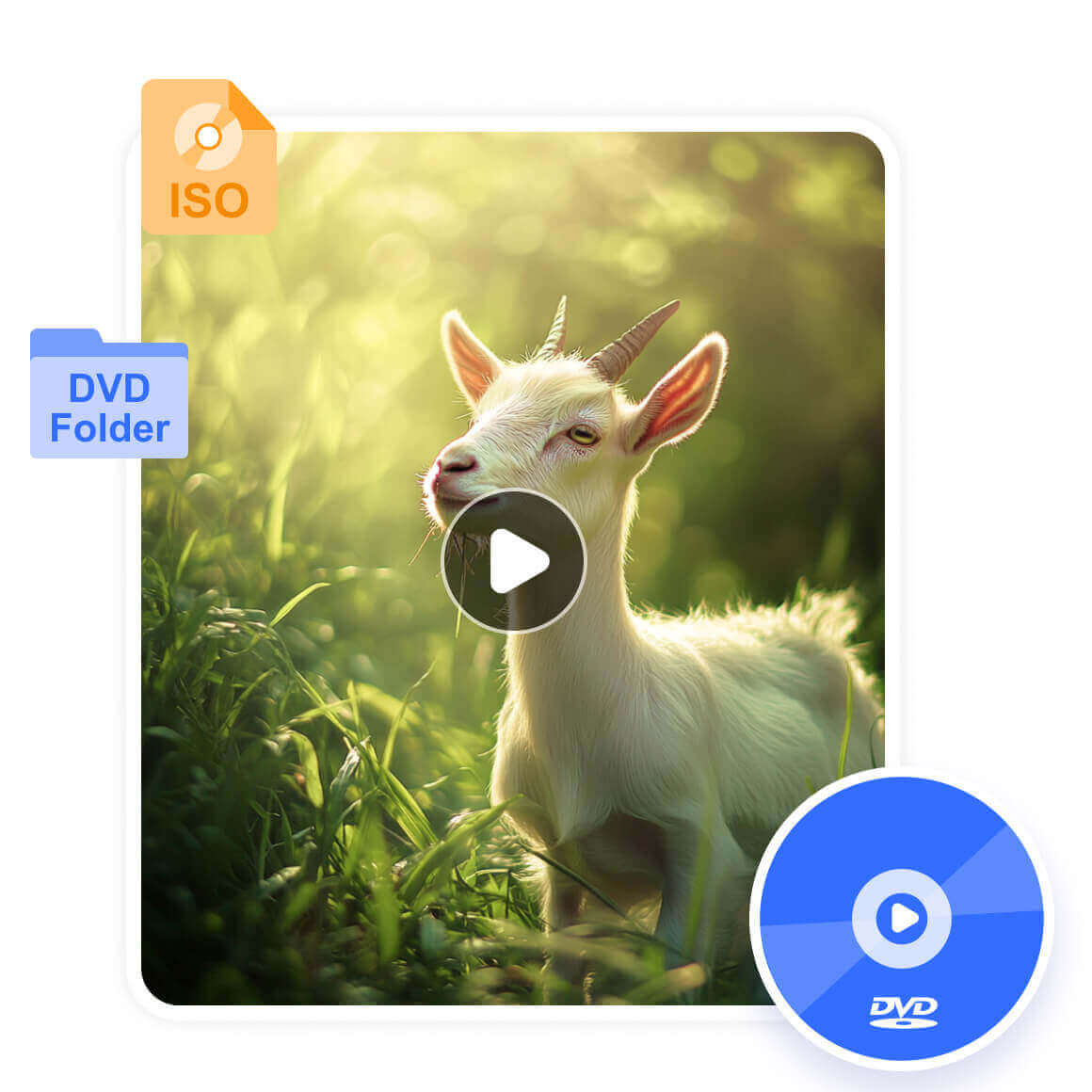 Play DVD