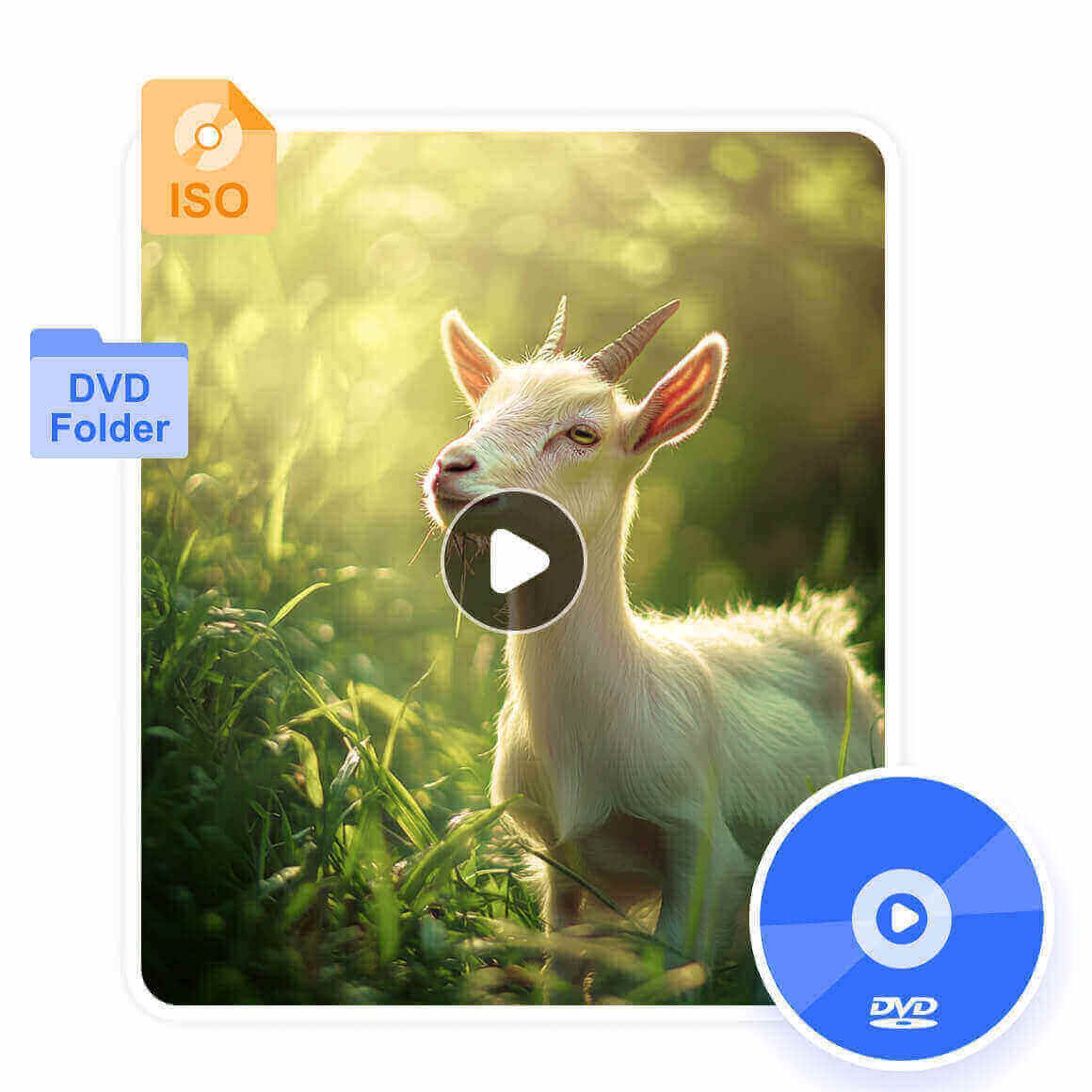Play DVD