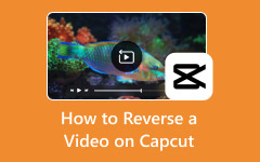 Reverse Video on Capcut