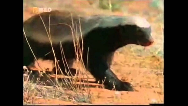 Το Crazy Nastyass Honey Badger